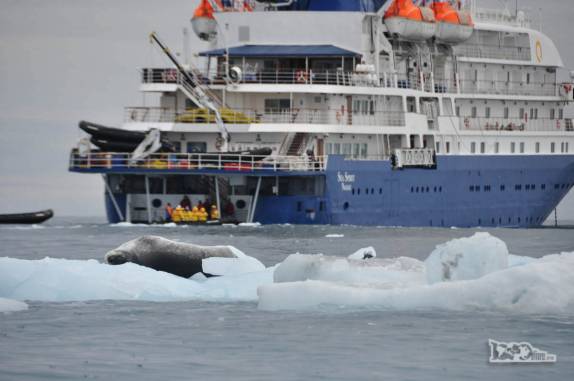 Uma foca leopardo descansa em um bloco de gelo que flutua na baía de Point Wild, em Elephant island, na Antártida